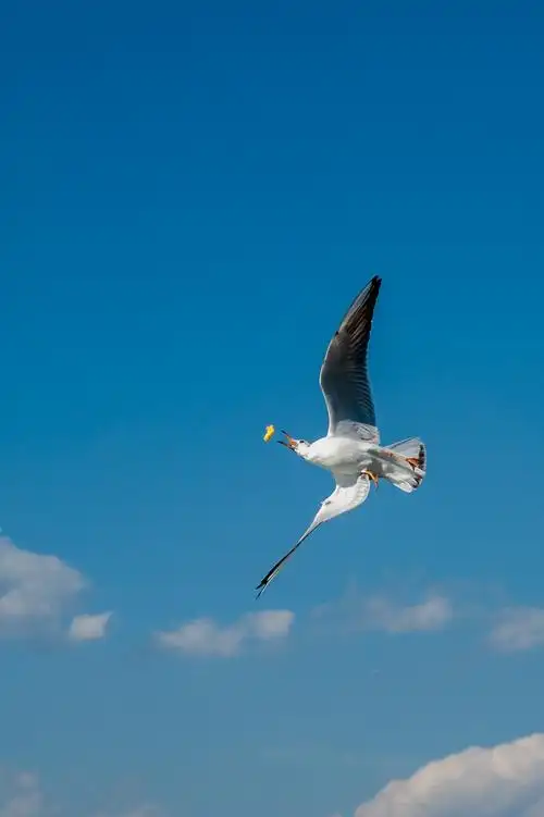 滇池观海鸥 - 美篇