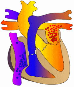 它是专家对待心律失常等心脏疾病的透视眼,无创,经济,有效
