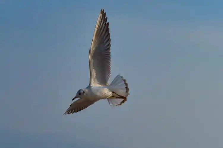 自由飞翔的海鸥