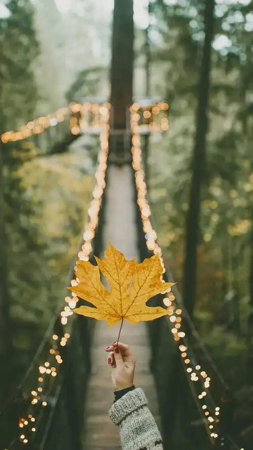 爱上秋天,爱上唯美枫叶,高清图片,手机壁纸