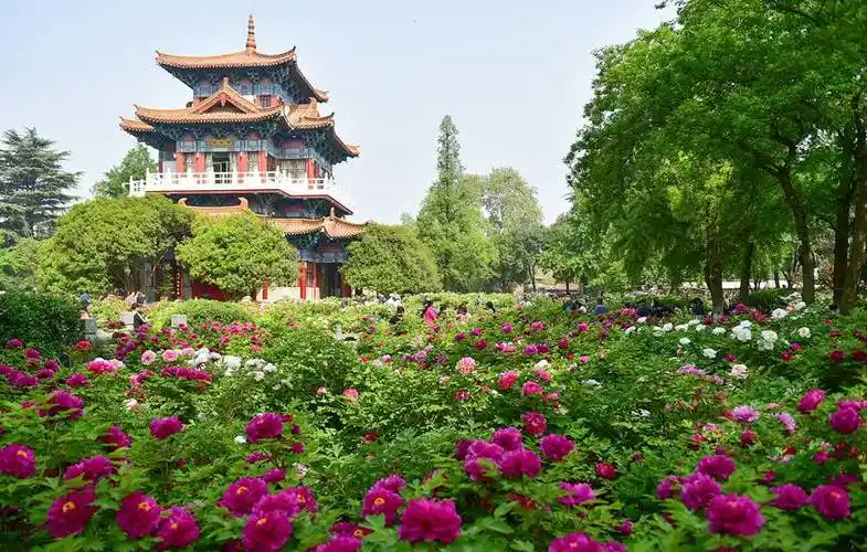 市民在洛阳市王城公园欣赏盛开的牡丹.黄政伟摄