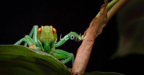 森林野人  过马山优蟋螽 版纳优蟋螽 宠物昆虫生日礼物