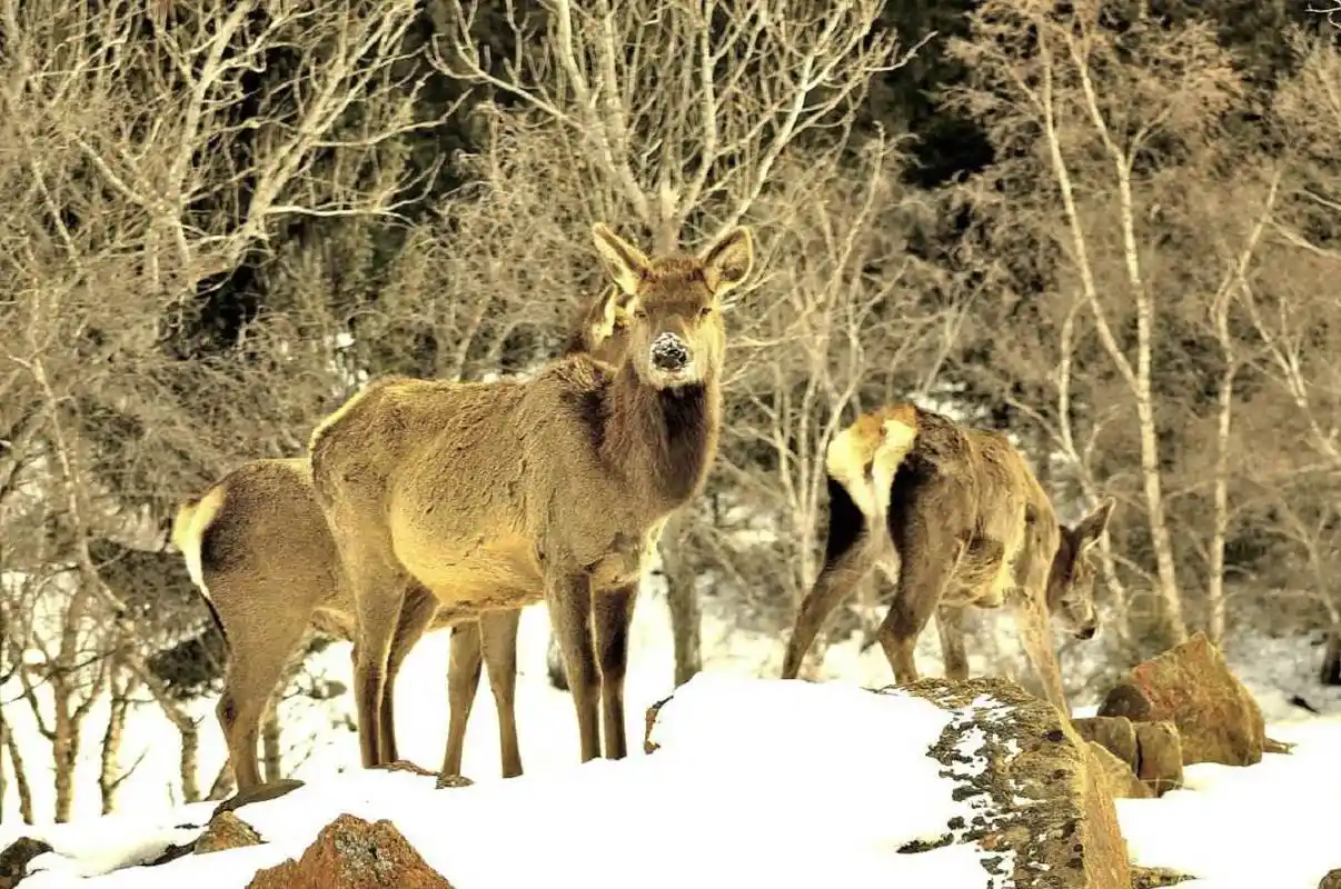data-lemmaid="1312740">天山山脉 /a>的马鹿亚种,野生天山马鹿是