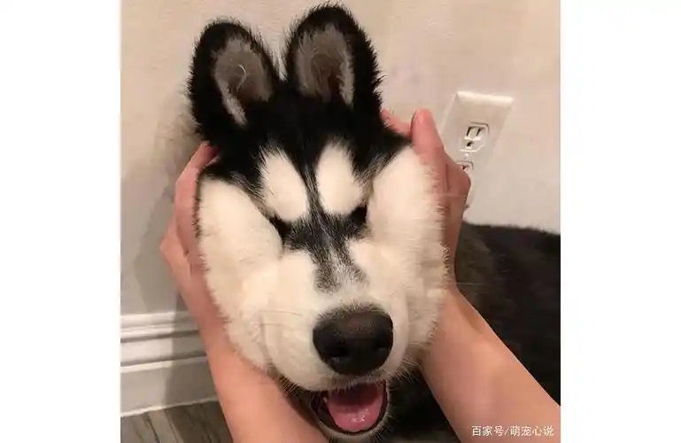 18张哈士奇搞笑图片:"论沙雕程度,我说第二没人敢说第一吧?