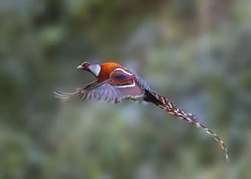 拍鸟记 白颈长尾雉