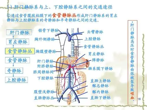 10心血管系统静脉