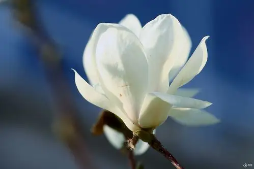 春天的花---白玉兰