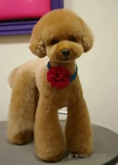 各种各样的泰迪造型,大爱啊