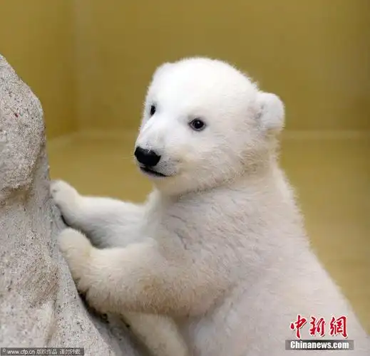 北极熊双胞胎宝宝随母散步 撒娇卖萌求抱抱