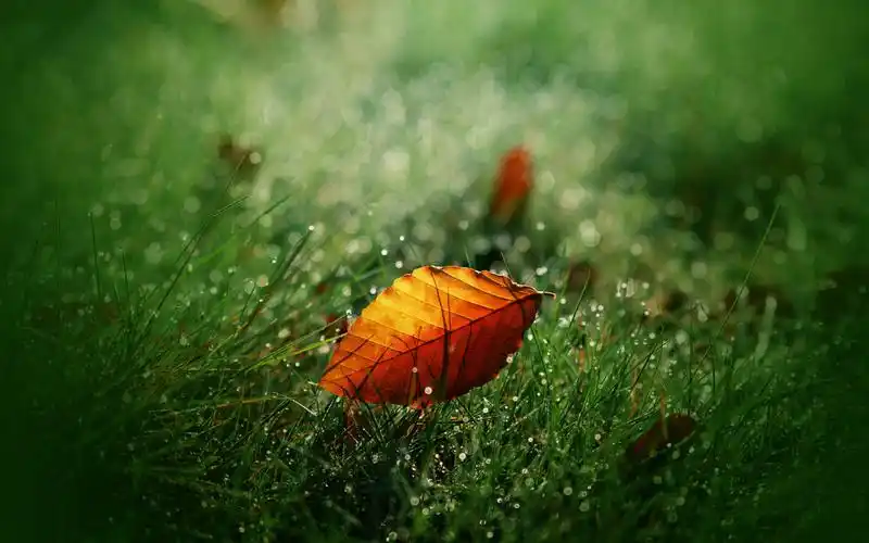 【1680x1050】早秋惊落叶桌面背景 - 彼岸手机壁纸下载