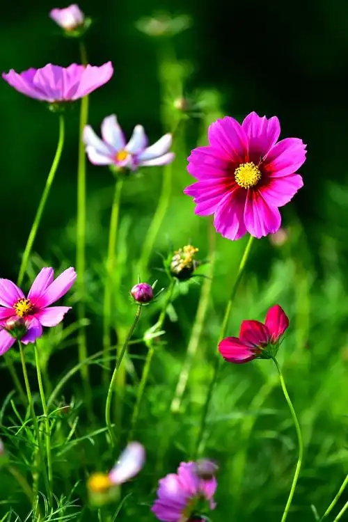 新春到沾花惹草少不了2021