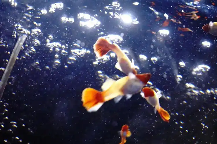 原图子非鱼安知鱼之乐