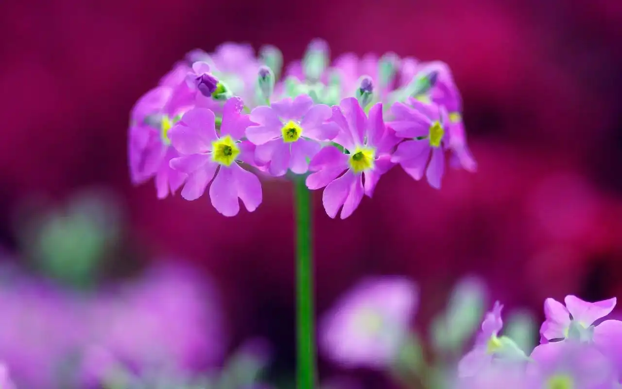 小清新花卉报春花娇艳多姿唯美绽放桌面壁纸