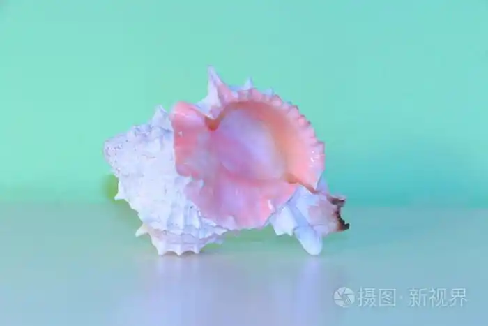 粉红色的海螺壳