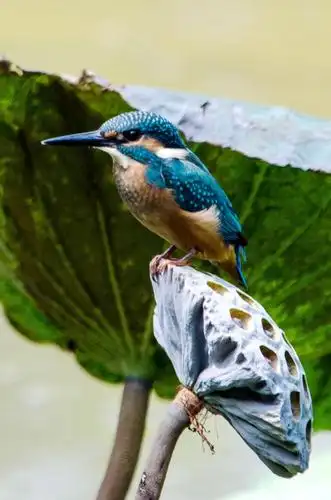 捕鱼能手——翠鸟