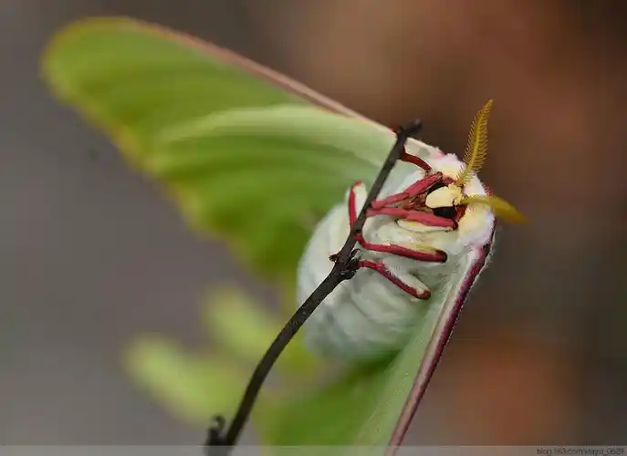 href="#">蛾类 /a>,是 a href="#">长尾水青蛾 /a>的 a href="#">亚种