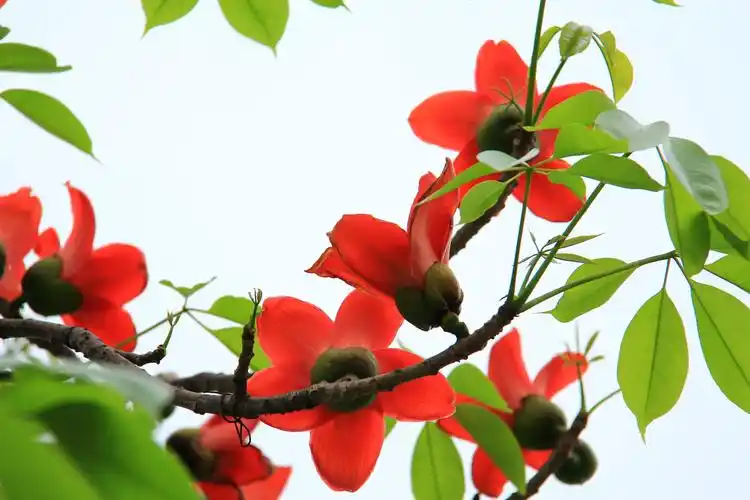 英雄礼赞——木棉花