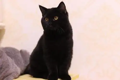 我家的纯黑英短欣赏一下 哈哈