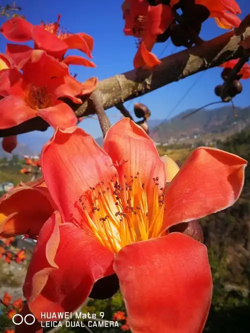 木棉花盛开的季节