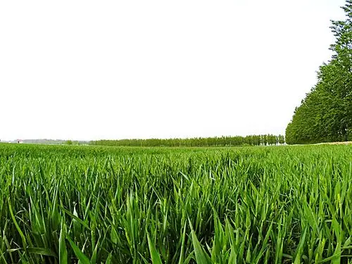 绿色麦田_全景网