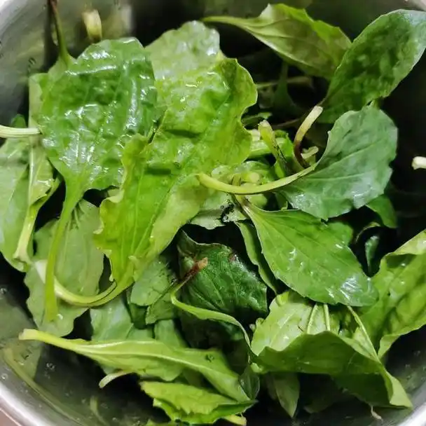 做法步骤:原料:车前草,鸡蛋,色拉油,盐.车前草炒鸡蛋