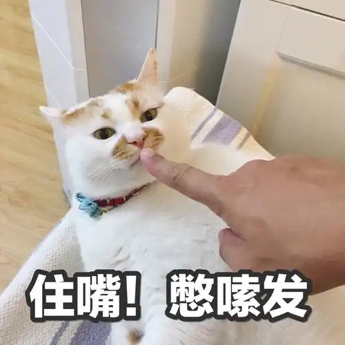 楼楼猫可爱萌宠表情包头像沙雕搞笑