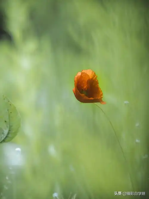 这6个摄影技巧,帮你春天把花朵照片拍好看,构图角度微距都讲解