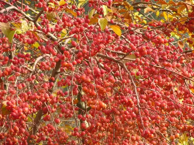 最后的红色果实北美海棠果卡片机傻拍2018194