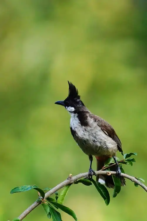 20年收获之美,自学习摄影爱好拍鸟一年来,在众多老