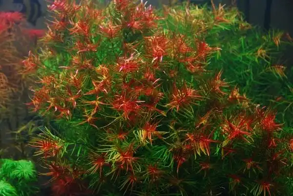 我的十字牛顿为什么有绿的有带红色的