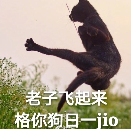 猫咪 喵星人 文字表情包 搞笑 四川话