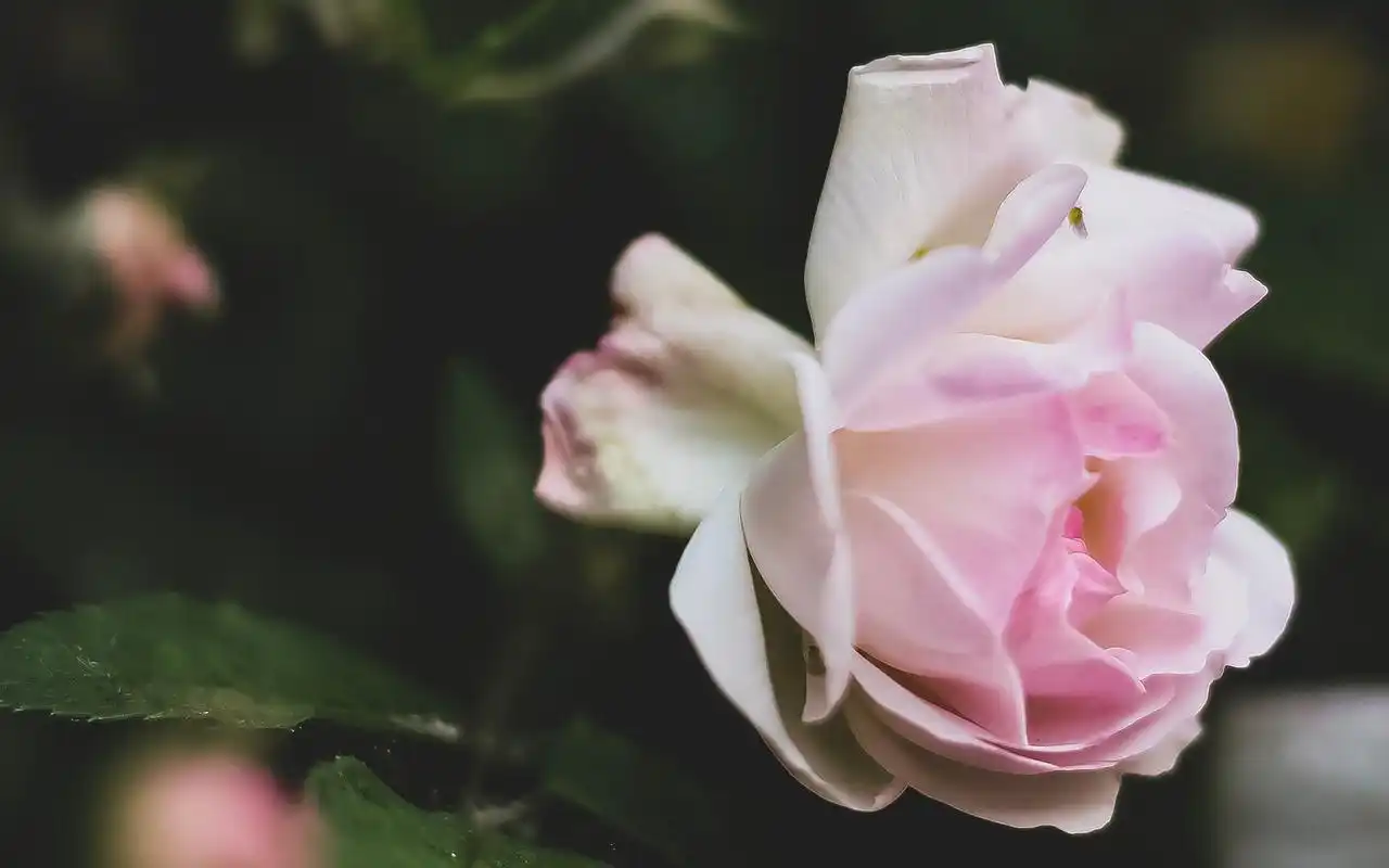 小清新唯美蔷薇花高清桌面壁纸