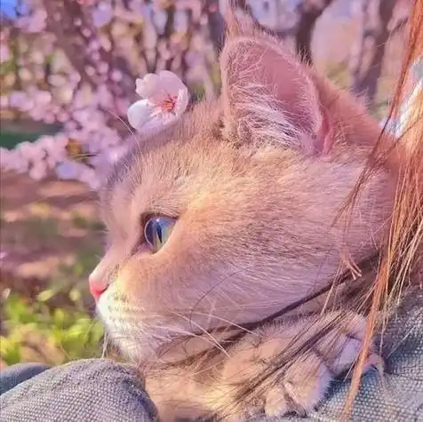 抖音小猫头像什么意思