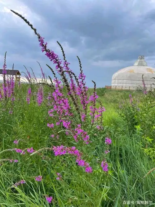 草原之恋——看马湖之边老师草原风景图片有感