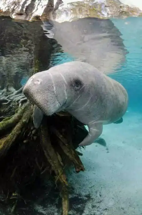 白士祥为您呈现"我爱大自然"之329 : 海牛