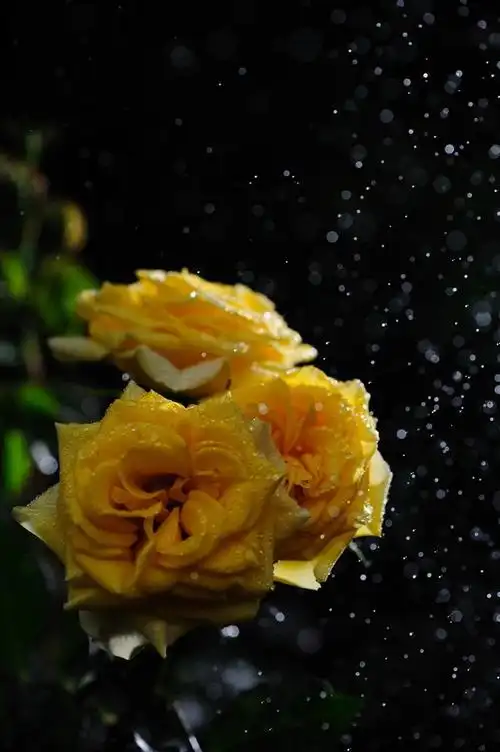 来自星星的月季