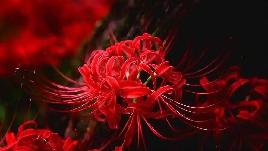 传说中开在冥界唯一的花引魂之花彼岸花你知道它的寓意吗