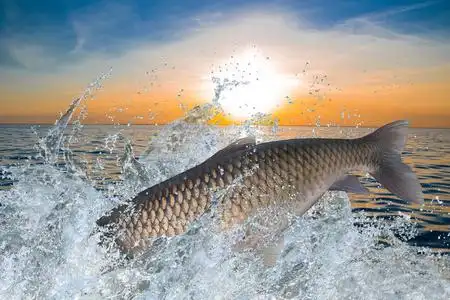 跳跃的鲤鱼图片