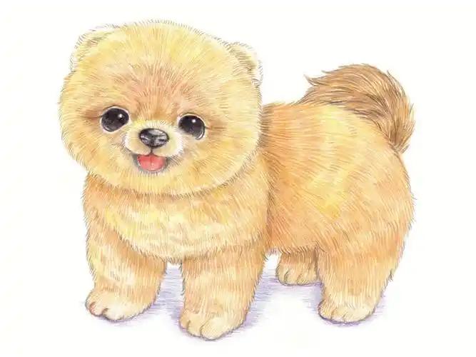 彩铅小动物博美犬