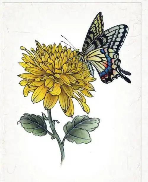 图文教程|工笔画蝴蝶的绘制技巧与步骤详解