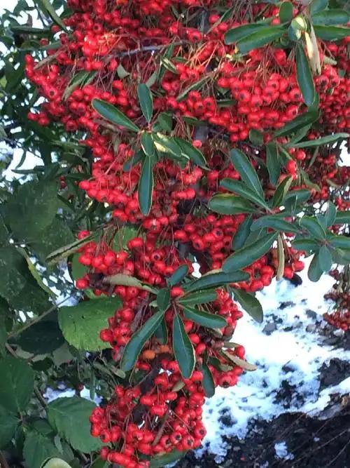 12月拍摄的照片,一棵野生的火棘红果树(red pommes of firethorn),在