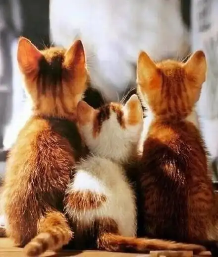 紧紧的靠在一起,两只小脑袋挨着,一看就是非常要好的朋友,互相依偎在