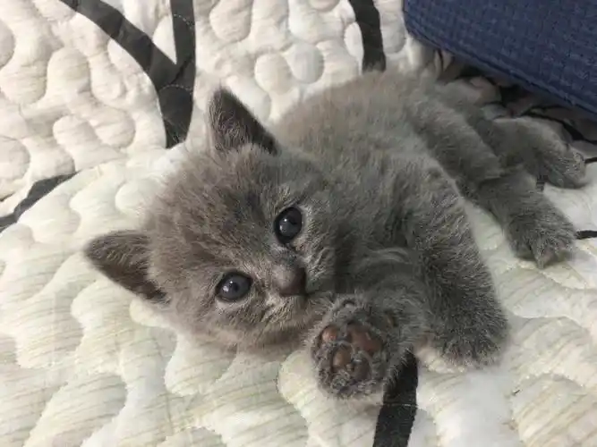 英短蓝猫妹妹
