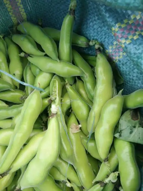 长寿仁豌豆 7-10cm 饱满