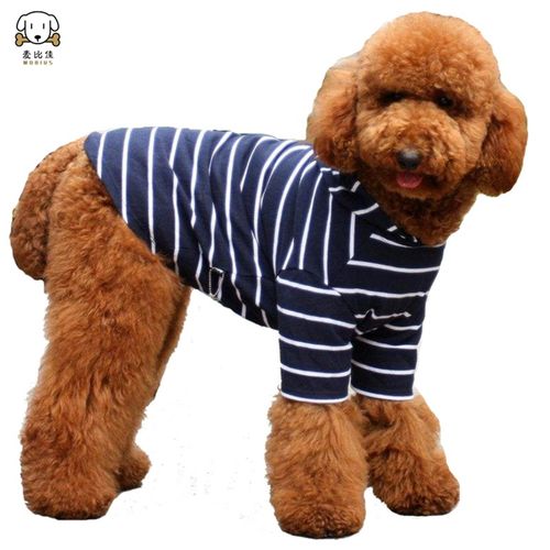 狗狗活体巨贵幼犬 纯种血统巨大型泰迪贵宾宠物狗 卷毛贵宾大型泰迪狗