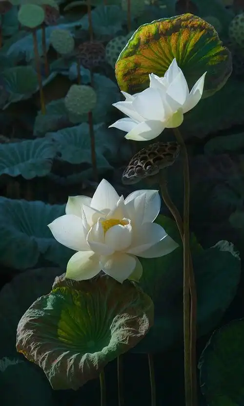 在世如莲,素心静雅.