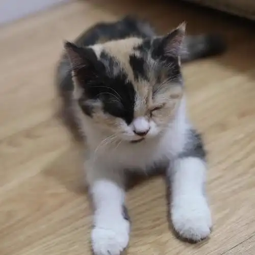 上海英短串串小奶猫求领养