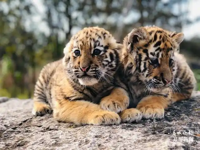 奶凶奶凶的云南野生动物园7头新生小老虎齐亮相