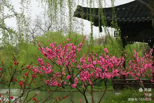 其它 桃花春雨江南 写美篇烟雨朦胧的江南里有桃红柳绿    烟雨朦胧的