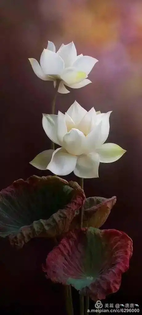 佛说:心如莲花,人生才会一路芬芳